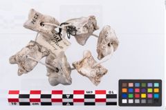 Foto von Astragalus (NHMW-PRAE-002293)